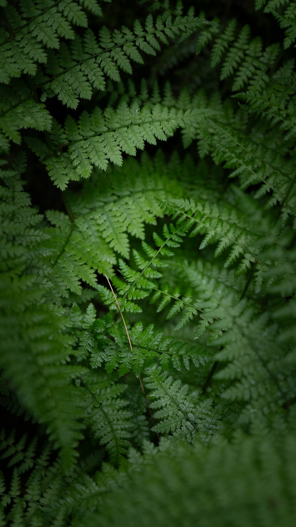 Ferns growing together in the forest