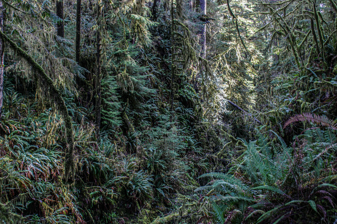 Moss-draped trees and a lush fern understory in Quinault Rainforest