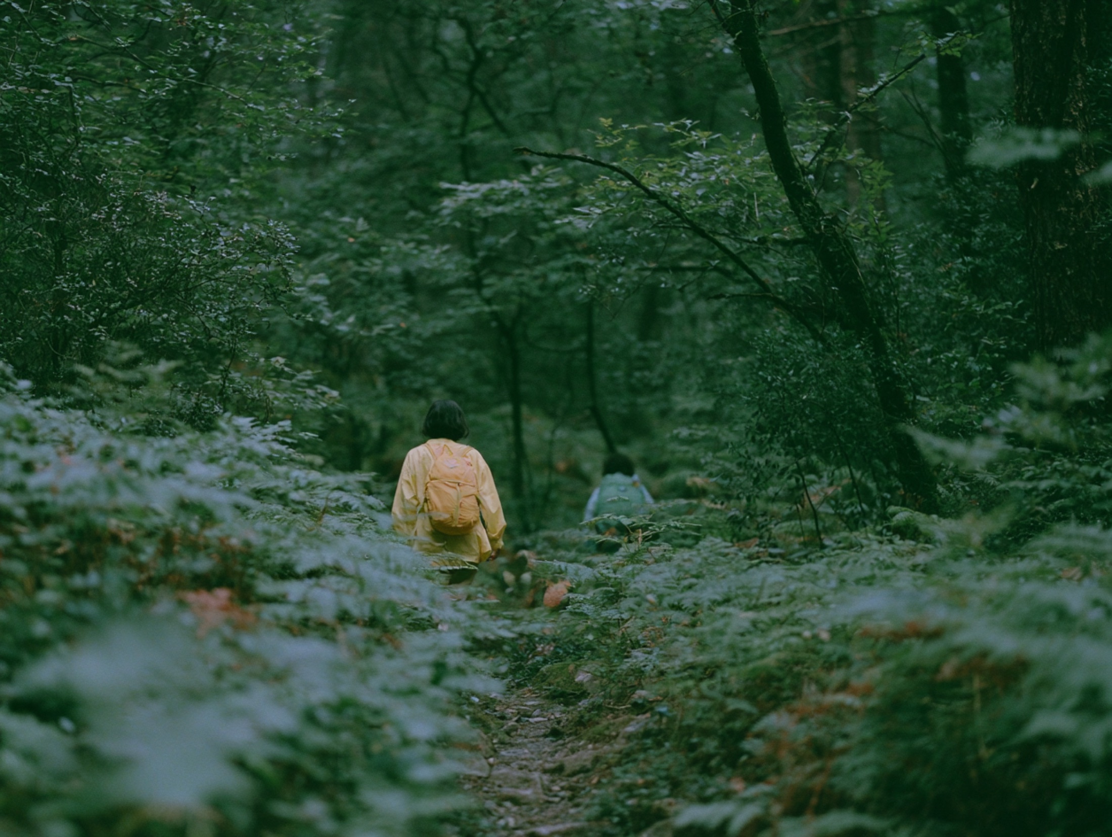 A walker beneath a dense canopy of green trees
